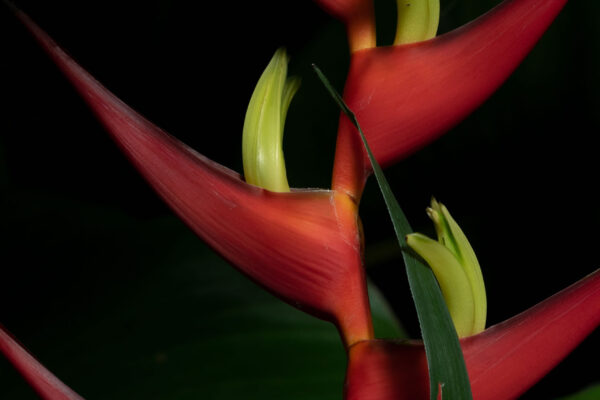 Esquejes. Gin Ro Esquejes. Gin Ro